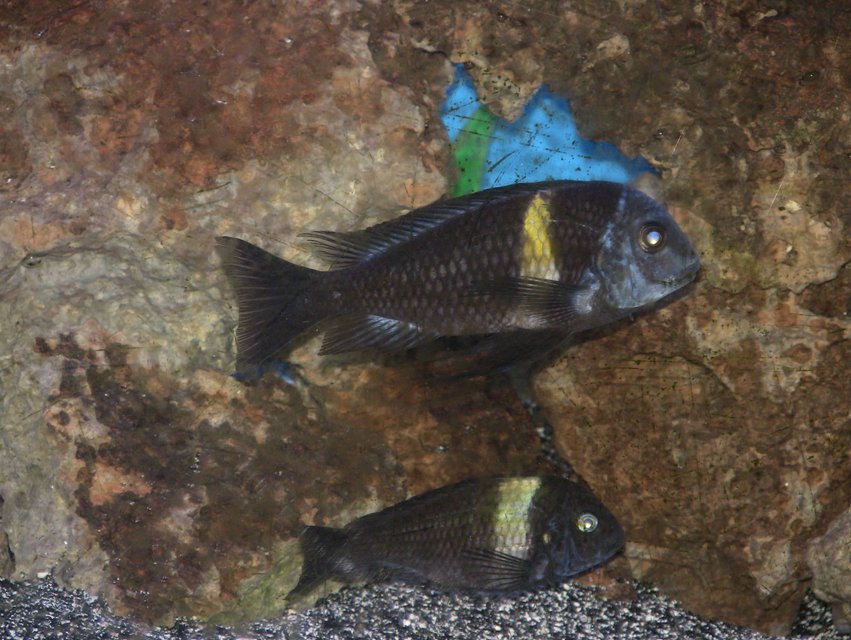 Rated #1425: Freshwater Fish - Tropheus Moorii - Moorii (kaiser Ii) Cichlid Stocking In 55 Gallons Tank - male n female duboisi