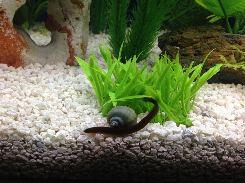 Rated #1239: Freshwater Fish - Pangio Sp. - Black Kuhlii Loach Stocking In 29 Gallons Tank - kuhli loach