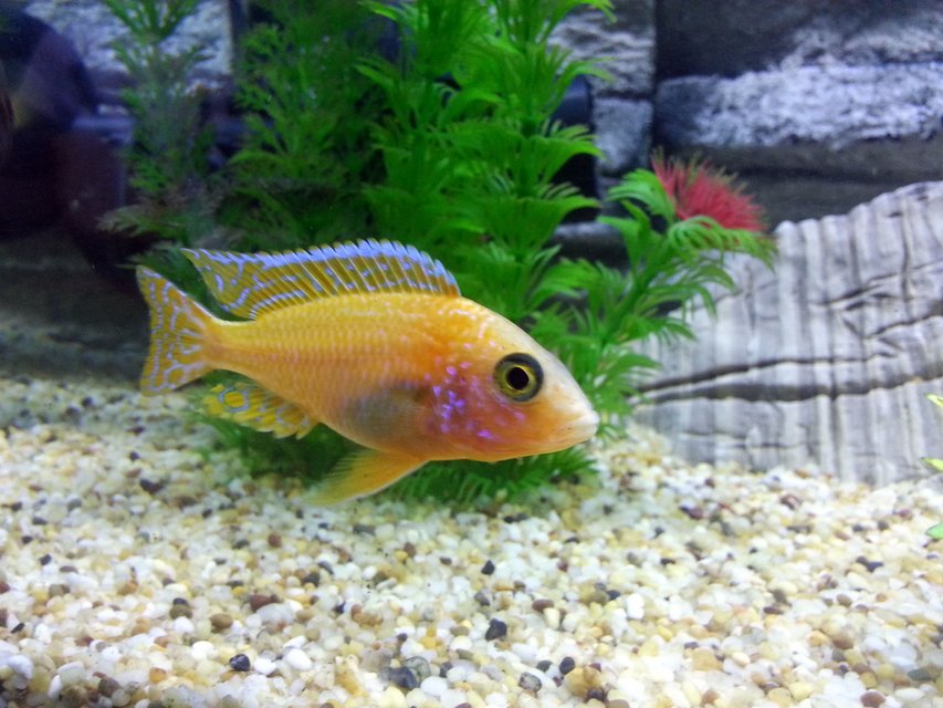 Rated #444: Freshwater Fish - Aulonocara Sp. - Strawberry Peacock Cichlid Stocking In 55 Gallons Tank - Peacock Cichlid