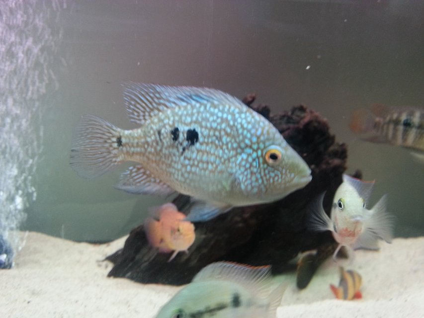 Rated #1134: Freshwater Fish - Herichthys Carpinte - Green Texas Cichlid Stocking In 40 Gallons Tank - Texas ciclid
