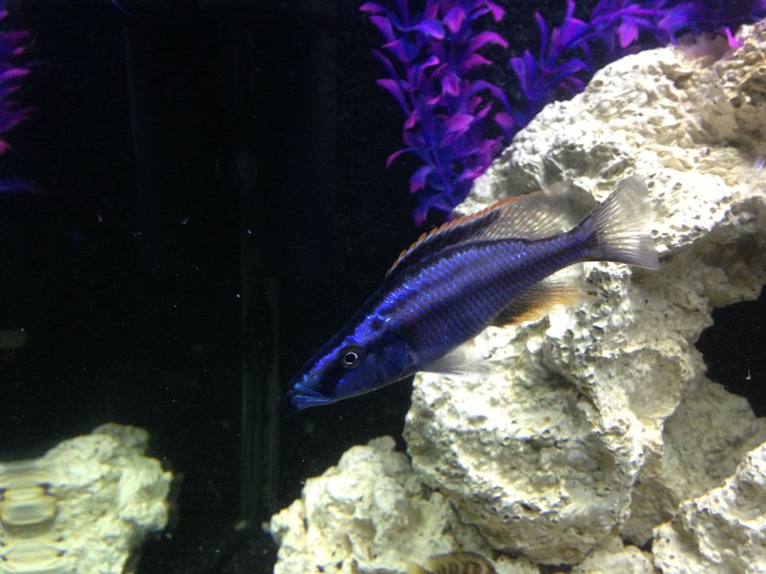 Rated #288: Freshwater Fish - Dimidiochromis Compressiceps - Malawi Eyebiter Stocking In 100 Gallons Tank - My eyebiter