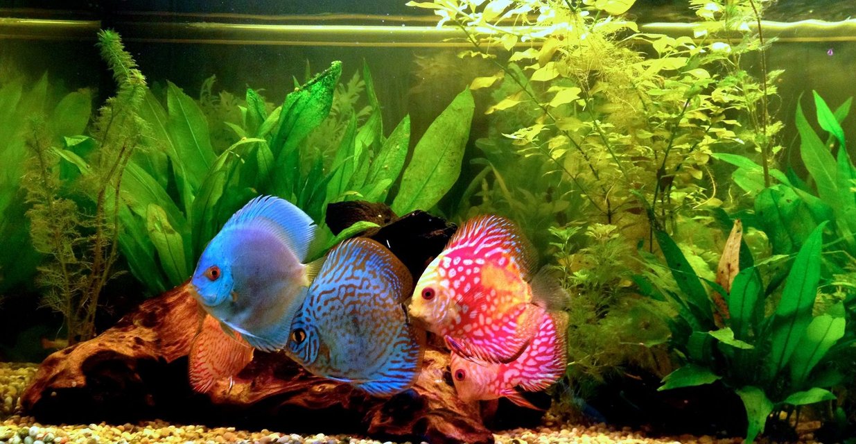 Rated #157: Freshwater Fish - Symphysodon Sp. - Blue Diamond Discus Stocking In 40 Gallons Tank - discus