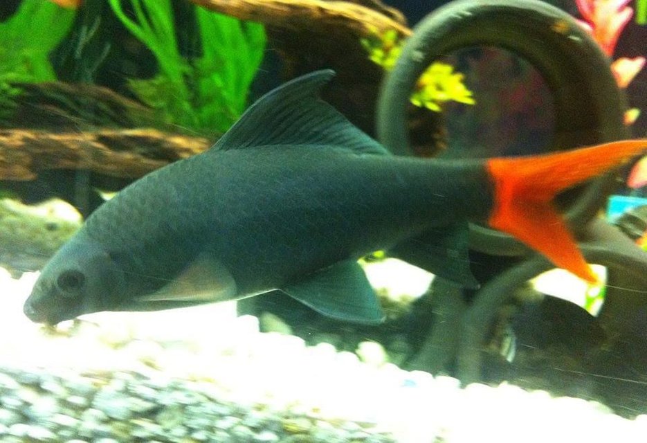 Rated #1123: Freshwater Fish - Epalzeorhynchos Bicolor - Redtail Shark Stocking In 125 Gallons Tank - another pic of my big 5 1/2 inch redtail shark. he was only 4 1/2 inches in this picture but this is my best ever pic of him