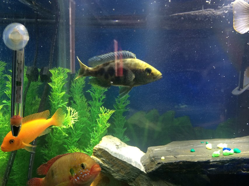 Rated #947: Freshwater Fish - Nimbochromis Venustus - Venustus Cichlid Stocking In 55 Gallons Tank - Nice