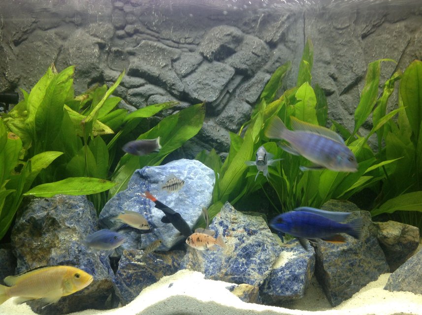 Rated #509: Freshwater Fish - Epalzeorhynchos Bicolor - Redtail Shark Stocking In 100 Gallons Tank - Cichlids tank