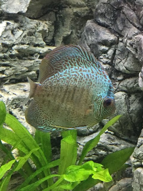 Rated #252: Freshwater Fish Stocking In 55 Gallons Tank - Medium Blue Snakeskin Discus