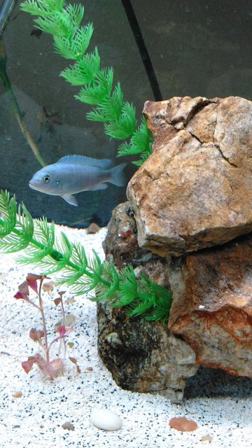 Rated #118: Freshwater Fish Stocking In 55 Gallons Tank - Cobalt blue zebra