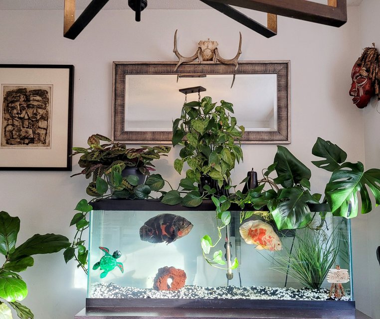 Rated #1128: Freshwater Fish Stocking In 100 Gallons Tank - My girls