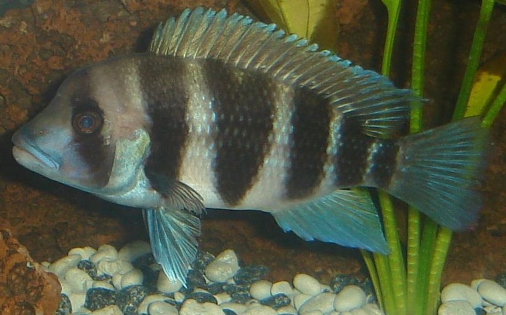 Rated #1263: Freshwater Fish - Cyphotilapia Frontosa - Frontosa Cichlid Stocking In 45 Gallons Tank - My Frontosa. I took this photo the night before it died.