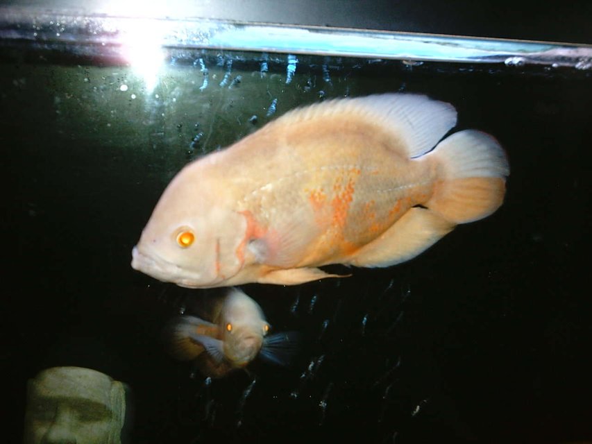 Rated #1954: Freshwater Fish - Astronotus Ocellatus - Albino Oscar Stocking In 66 Gallons Tank - My 10.5" albino oscar