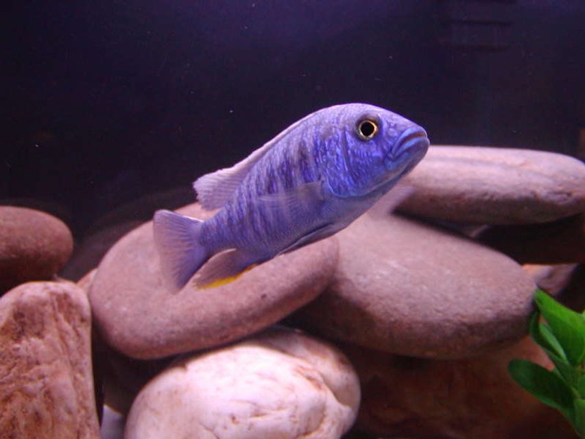 Rated #1048: Freshwater Fish - Sciaenochromis Fryeri - Electric Blue Hap Stocking In 75 Gallons Tank - Freyeri