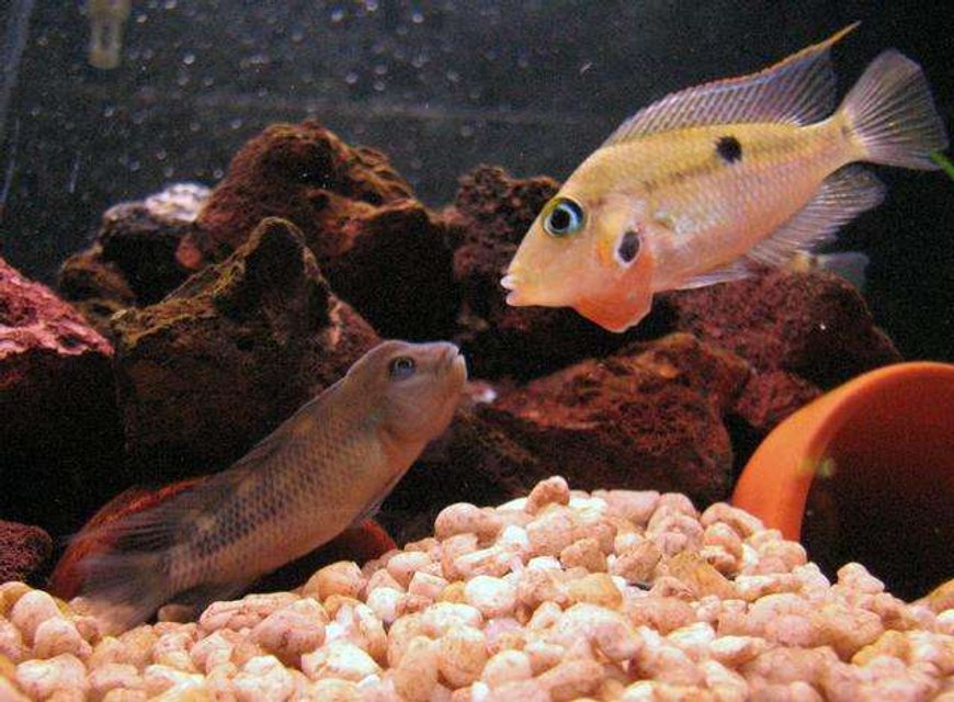 Rated #710: Freshwater Fish - Thorichthys Meeki - Firemouth Cichlid Stocking In 50 Gallons Tank - Buffalo head VS Firemouth