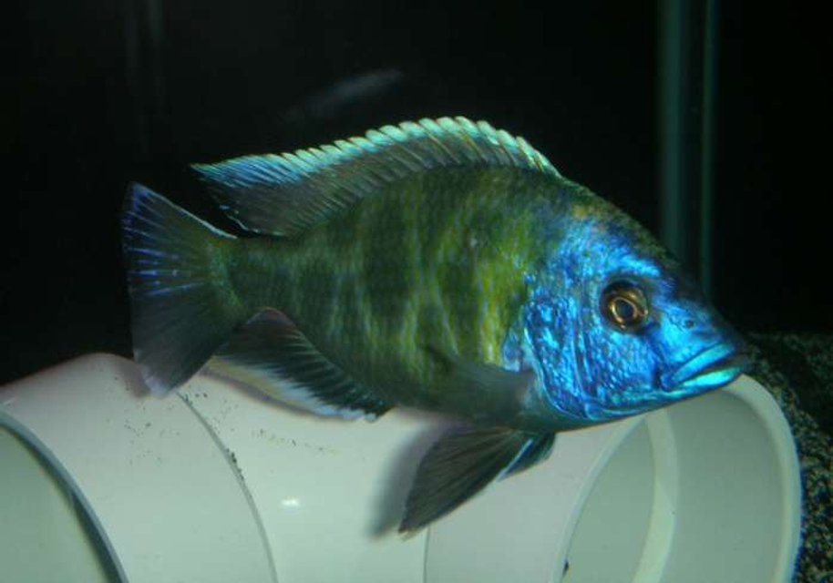 Rated #795: Freshwater Fish - Nimbochromis Venustus - Venustus Cichlid Stocking In 60 Gallons Tank - venestus 6"