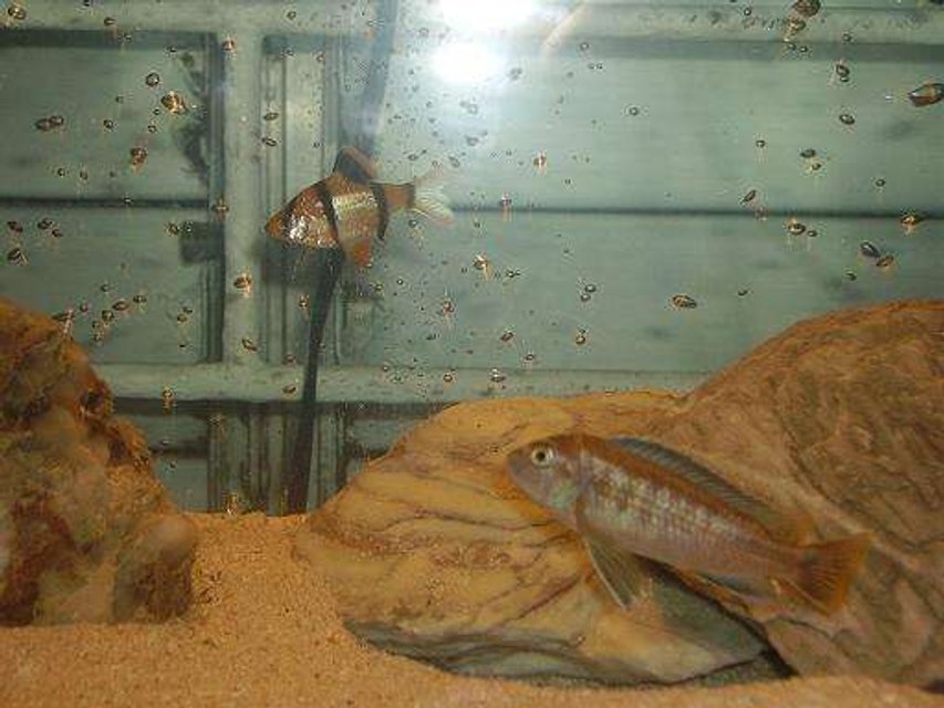 Rated #2196: Freshwater Fish - Puntius Tetrazona - Tiger Barb Stocking In 10 Gallons Tank - tiger barb and cichlid