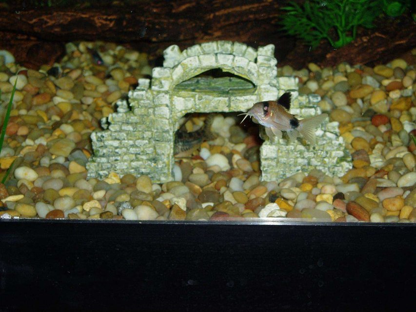 Rated #2311: Freshwater Fish - Corydoras Panda - Panda Cory Cat Stocking In 50 Gallons Tank - Here's my biggest Panda Corydoras and the back end of a Peppered Corydoras under the bridge.