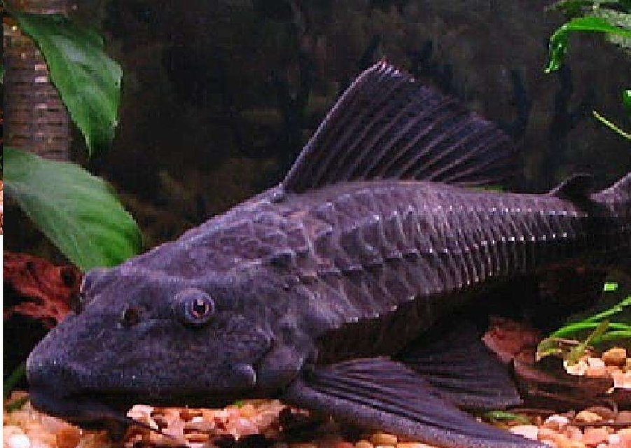 Rated #1187: Freshwater Fish - Glyptoperichthys Gibbiceps - Sailfin Pleco (l-83) Stocking In 55 Gallons Tank - My pleco=]