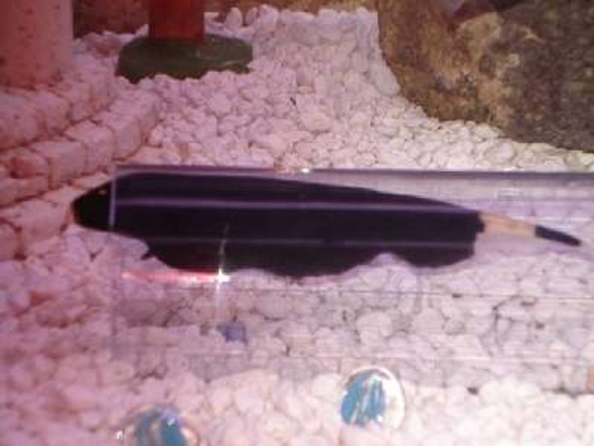 Rated #1799: Freshwater Fish - Apteronotus Albifrons - Black Ghost Knifefish Stocking In 30 Gallons Tank - Black Ghost Knife