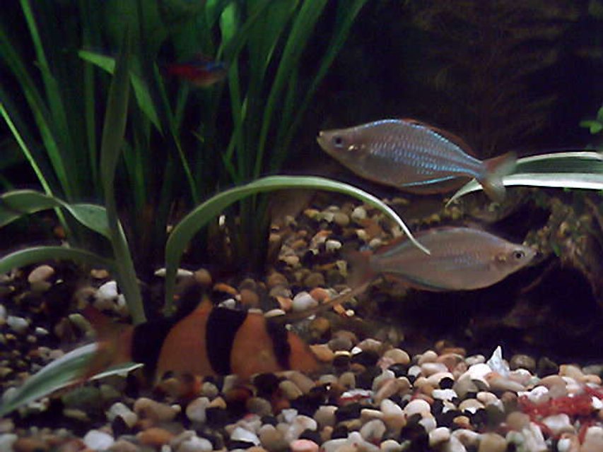 Rated #1665: Freshwater Fish - Botia Macracantha - Clown Loach Stocking In 35 Gallons Tank - 2 dwarf neon rainbows and 1of4 (like 7 of 9 ) the clown loach.