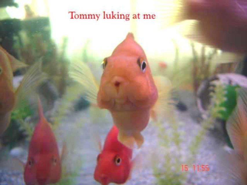 Rated #2165: Freshwater Fish - Heros Severus X Amphilophus Citrinellum - Blood Parrot Stocking In 132 Gallons Tank - My Yellow Parrot