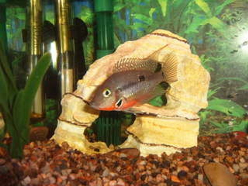 Rated #1558: Freshwater Fish - Thorichthys Meeki - Firemouth Cichlid Stocking In 125 Gallons Tank - firemouth cichlid