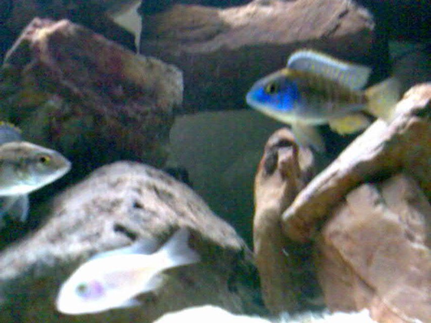 Rated #2202: Freshwater Fish - Protomelas Ornatus Stocking In 32 Gallons Tank - White Knight and Male and Female Protomelas Ornatus?