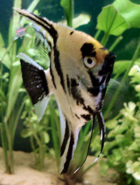 Rated #1413: Freshwater Fish - Pterophyllum Sp. - Koi Angel Stocking In 40 Gallons Tank - My angel fish. I have had him for 3 years.
