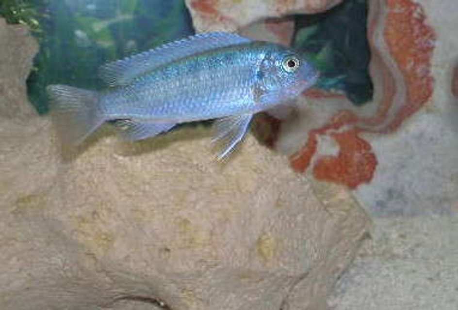 Rated #1493: Freshwater Fish - Metriaclima Callainos - Cobalt Blue Zebra Cichlid Stocking In 30 Gallons Tank - African Cichild