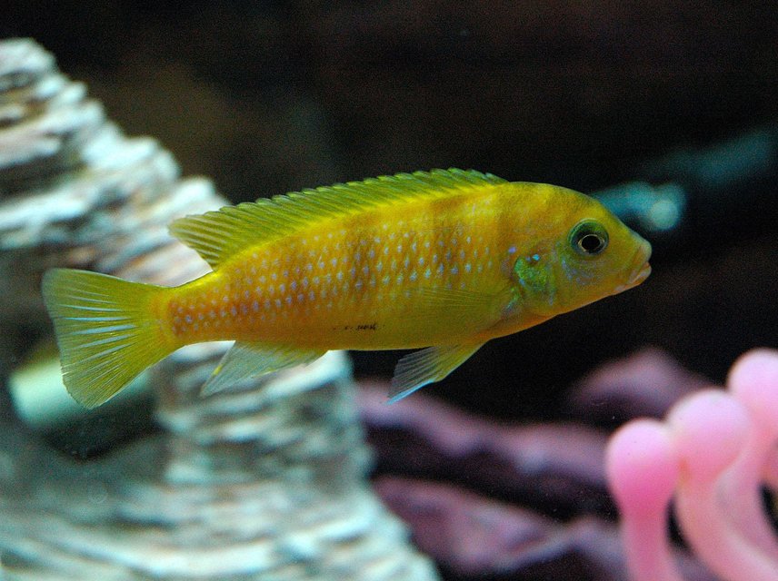 Rated #1202: Freshwater Fish - Metriaclima Lombardoi - Kenyi Cichlid Stocking In 55 Gallons Tank - This is Kenny the Kenyi cichlid when he was just a young lad!