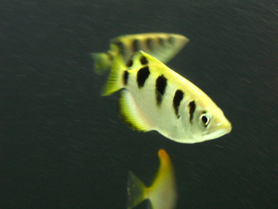 BRACKISH ARCHERFISH GREEN Toxotes Chatareus Aquatics Unlimited ...