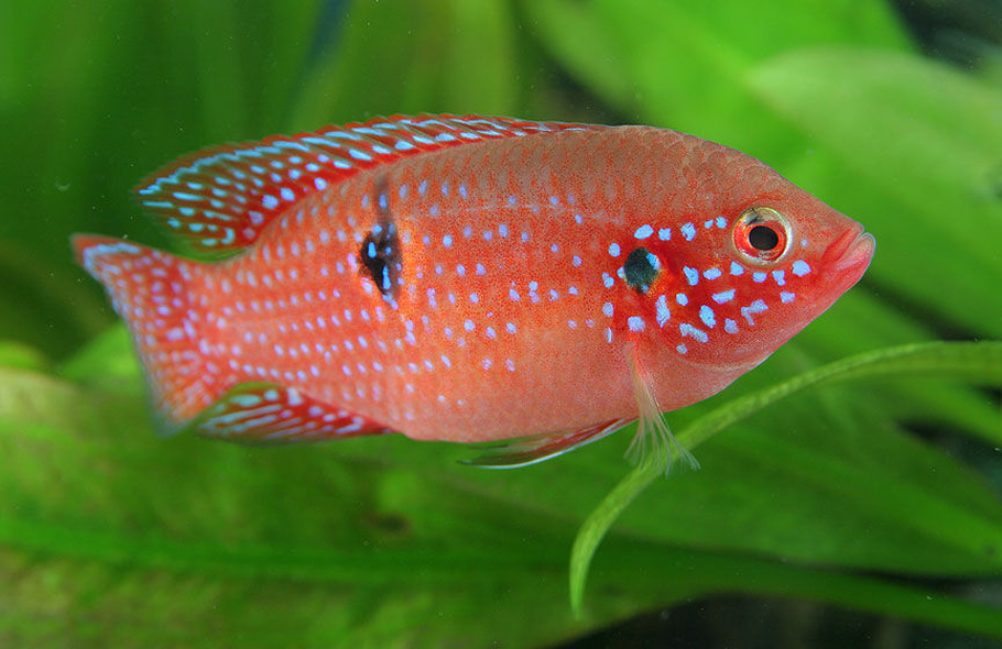 red jewel cichlid