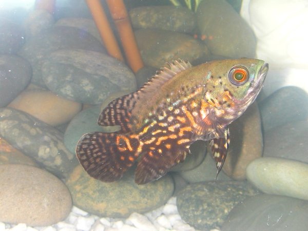 freshwater fish - astronotus ocellatus - zebra oscar stocking in 75 gallons tank - Oscar - Fresh from store
-just ate 3 of my bleeding heart tetras