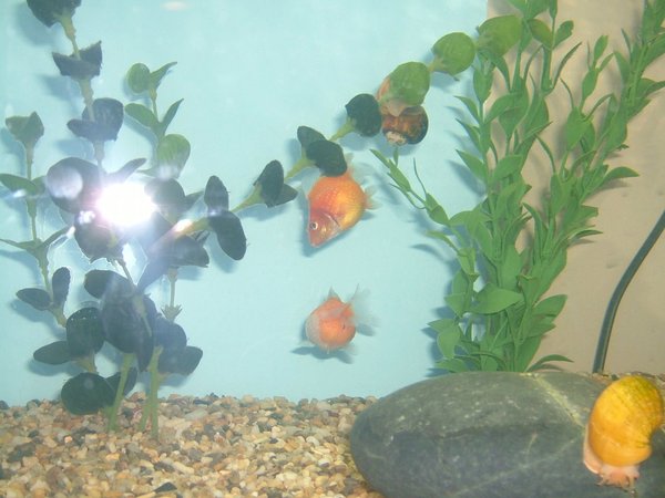 freshwater fish - carassius auratus - crown pearlscale goldfish stocking in 25 gallons tank - Both my little PearlScales :P