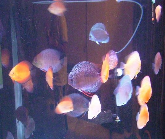 freshwater fish - symphysodon spp. - snakeskin discus stocking in 150 gallons tank - My Discus collection, they're much larger now and breeding like crazy...