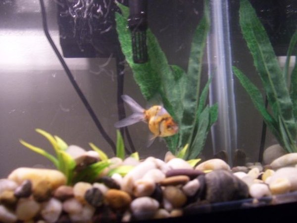 freshwater fish - carassius auratus - calico oranda goldfish stocking in 10 gallons tank - Wanda again