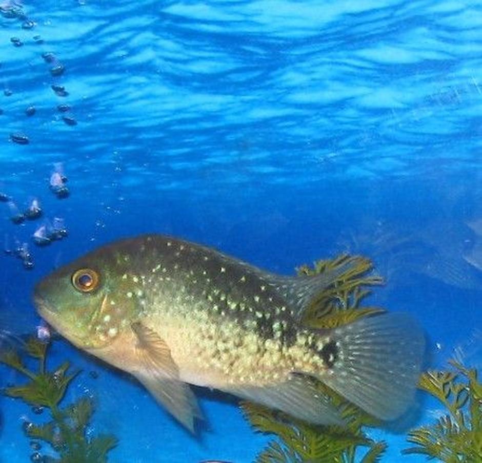 Texas Cichlid (herichthys Cynoguttatus) Photos