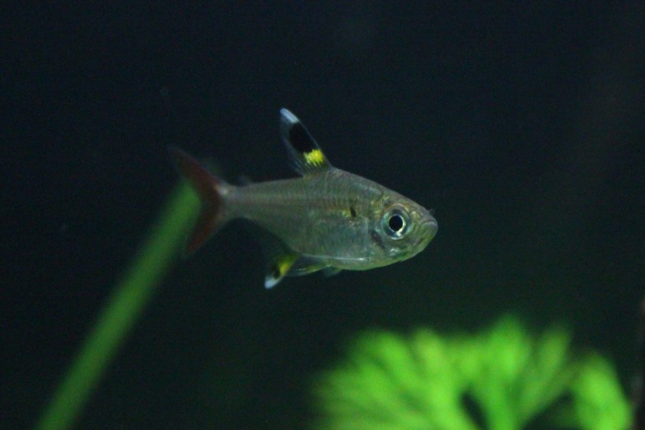 pristella tetra pristella tetra