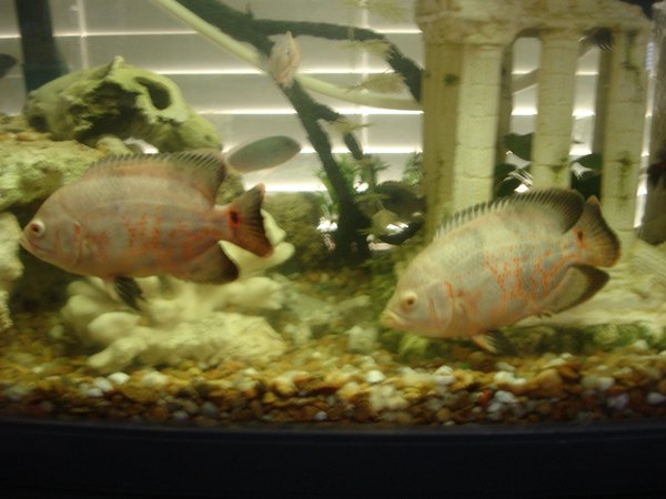 freshwater fish - astronotus ocellatus - albino oscar stocking in 60 gallons tank - The twins markings- (hard to get them to stay at the same angle to really see how exact they are.)