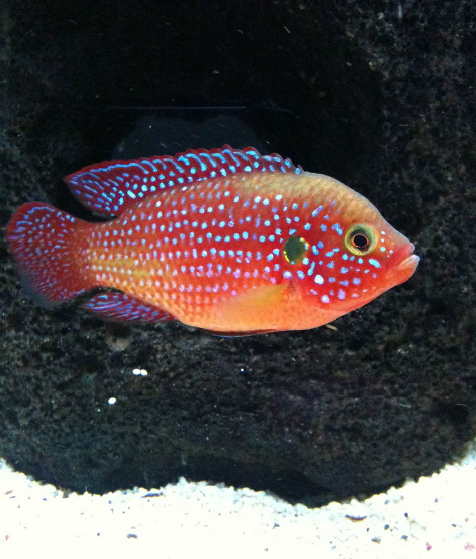 Jewel Cichlid (hemichromis Bimaculatus) Photos