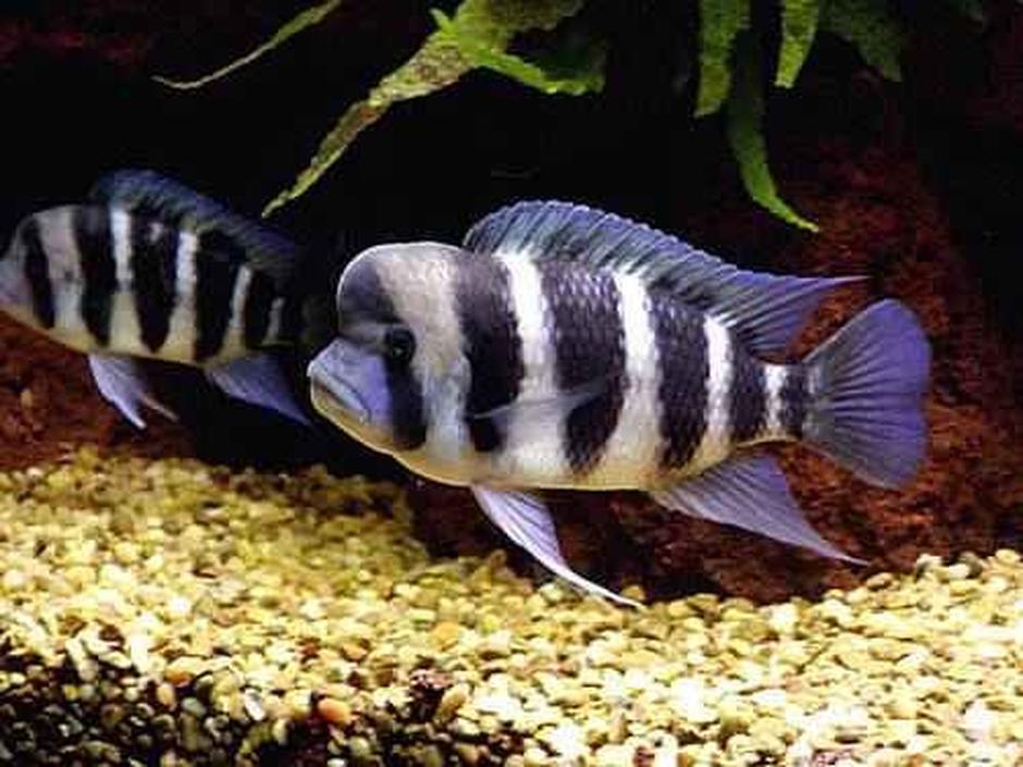 Frontosa Cichlid (cyphotilapia Frontosa) Photos