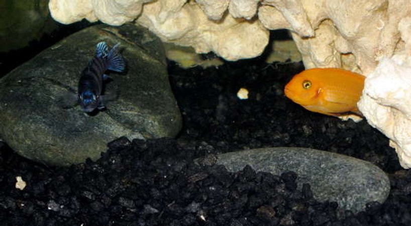 freshwater fish - pseudotropheus estherae - red zebra cichlid stocking in 32767 gallons tank - Mixed Mbuna Cichlid Aquarium