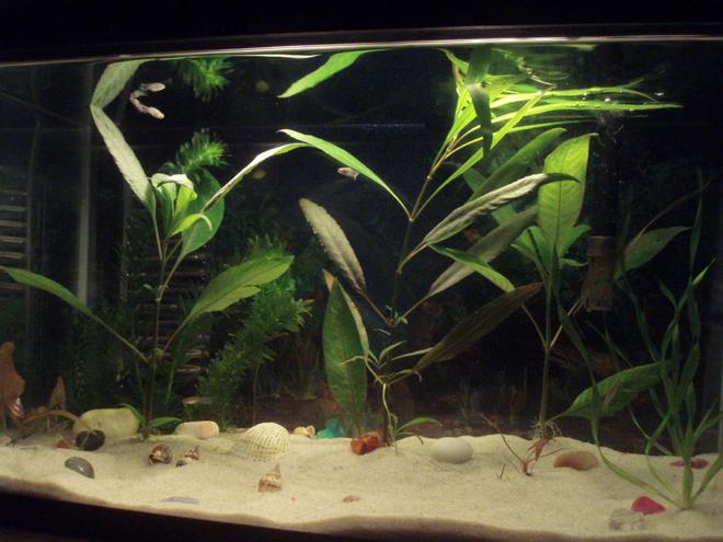 10 gallons planted tank (mostly live plants and fish) - Mi pescera de diez galones con plantas acuáticas.