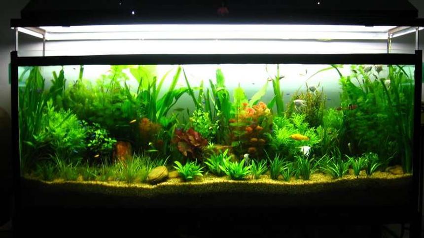 Rated #31: 90 Gallons Planted Tank - My Planted Beauty........