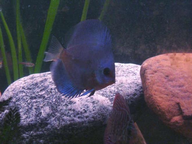 freshwater fish - symphysodon sp. - blue diamond discus stocking in 55 gallons tank - blue diamond discus