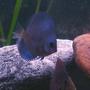 freshwater fish - symphysodon sp. - blue diamond discus stocking in 55 gallons tank - blue diamond discus