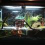 10 gallons freshwater fish tank (mostly fish and non-living decorations) - Hello this is a Frog habitat vivarium it is custom made by myself. This is 10 gallons, about two gallons of water. Those are exotic air plants. That is a standard 10 gallon in tank filter, with red jasper, rose and regular quartz I siliconed on it to make it look more natural. My two gray tree frogs are doing GREAT now I have 8 neon tetras in it and every now and then the frogs try to eat them, sometimes they succeed.