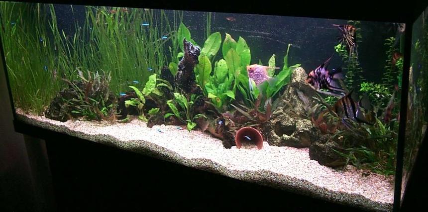 Rated #72: 106 Gallons Planted Tank - 106 US Gal / 400 liters. Community tank. White grains in the photo are bubbles from a water change.