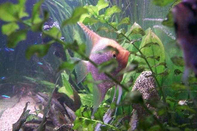 freshwater fish - pterophyllum sp. - white blushing angel stocking in 106 gallons tank - You can't see me!