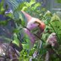freshwater fish - pterophyllum sp. - white blushing angel stocking in 106 gallons tank - You can't see me!