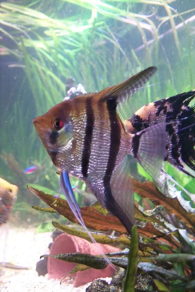 freshwater fish - pterophyllum sp. - silver zebra angel stocking in 106 gallons tank - Striped angel...stripes go a little lighter sometimes, as in this photo.