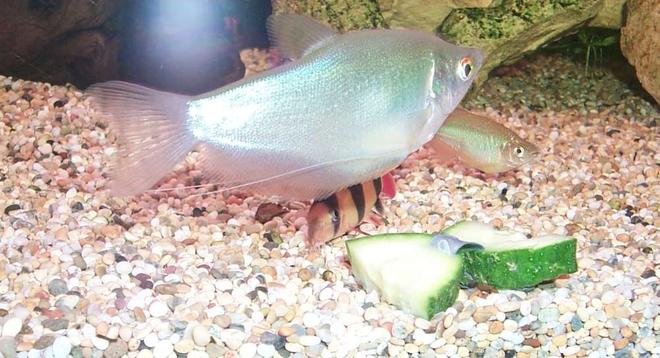 freshwater fish - trichogaster microlepis - moonlight gourami stocking in 106 gallons tank - Moonlight Gourami.